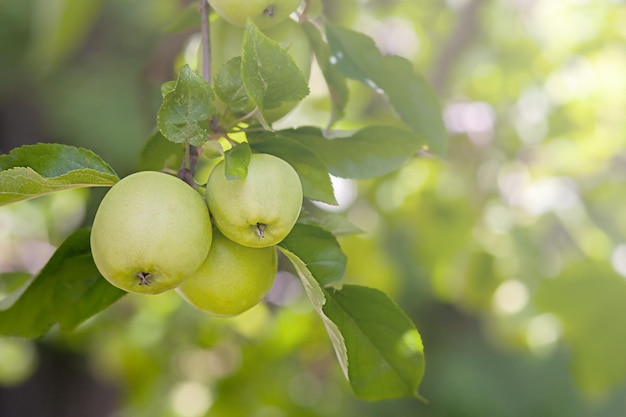 Green apples on a branch ready to be picked