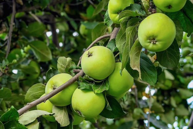 green apples grow on an apple tree branch. gardening and cultivation of apples concept