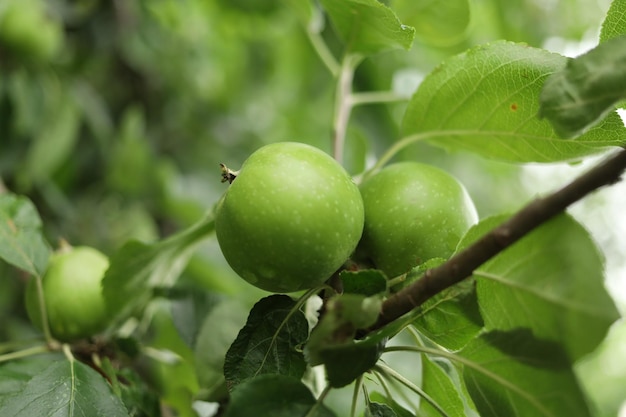 Green apples on the tree Apples grow closeup