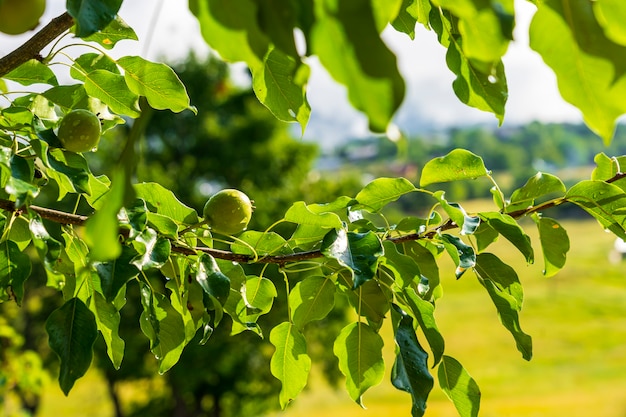 Green apples on the tree. Savsat, Artvin  - Turkey