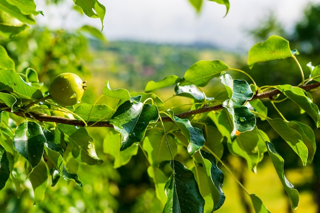 Green apples on the tree. Savsat, Artvin  - Turkey