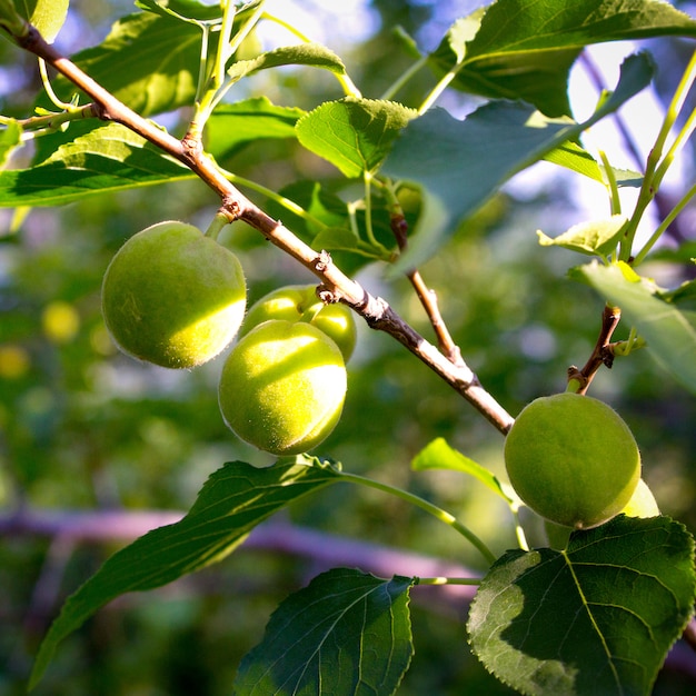 Green apricots in the garden