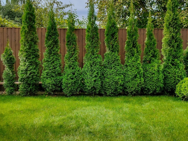 Green arborvitae near the fence