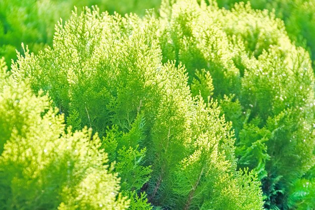 Green arborvitae sunny