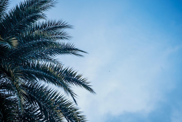 Green areca catechu palm leaves on blue sky