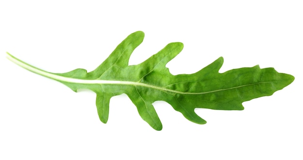 Green arugula leaf isolated on white