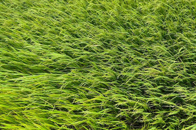 Green Asian rice fields in Asia Vietnam