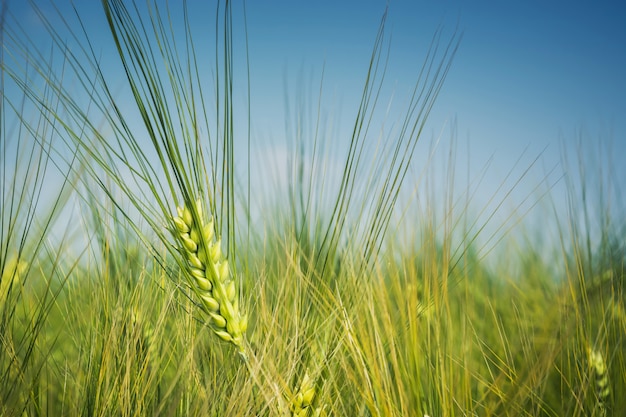 Green, awning ear of barley on the field against the blue sky