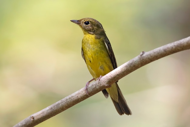 Green-backed Flycatcher Ficedula Birds of Thailand