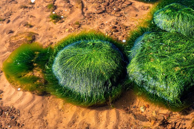 Green background of algae seaweed Stone with bright seaweed closeup