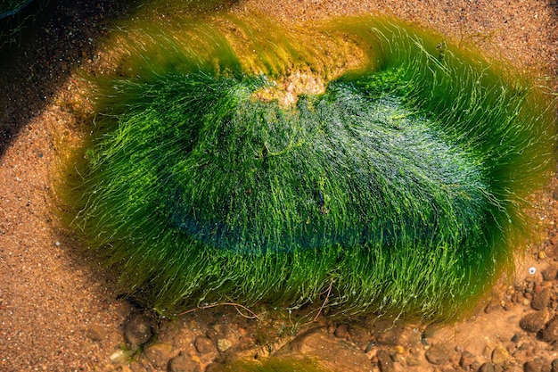 Green background of algae seaweed Stone with bright seaweed closeup