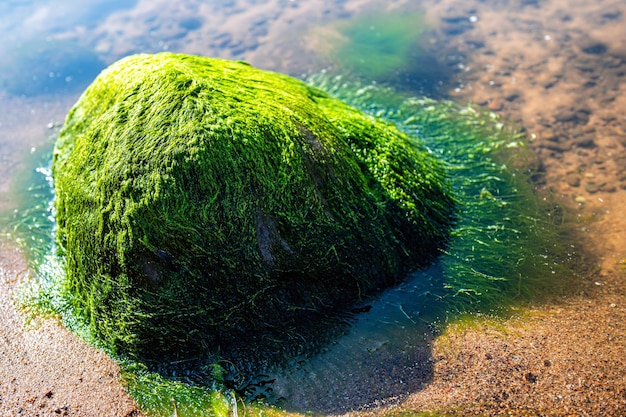 Green background of algae seaweed Stone with bright seaweed closeup