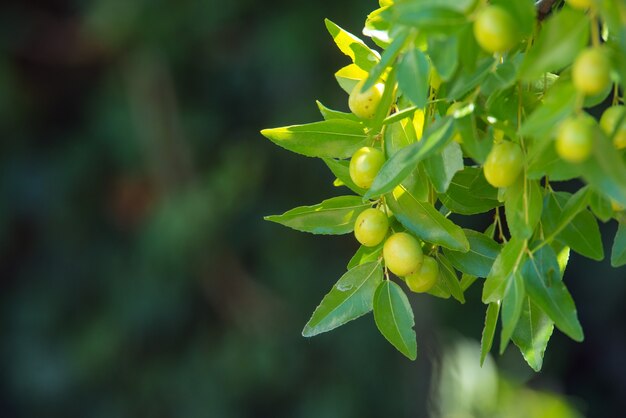 Green background of branches of jujube (jujube real, Chinese date, capiinit, jojoba, lat. In the process jujuba). It's summer.