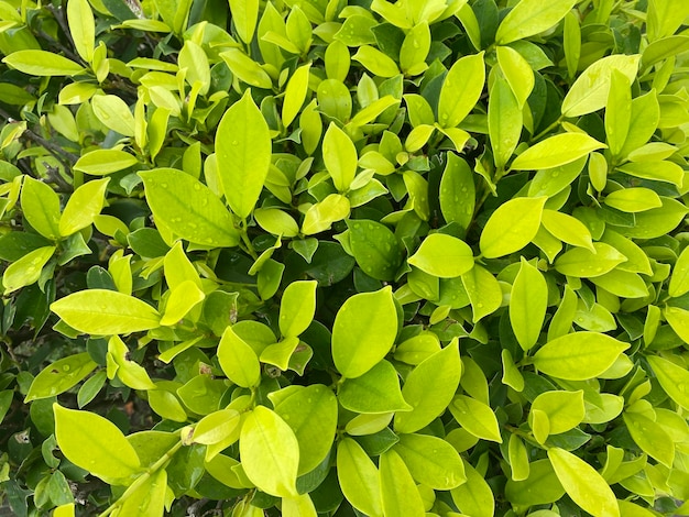 Green background leaves background ornamental plant background It's a beautiful ornamental plant