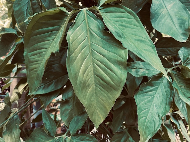 Green background leaves background ornamental plant background It039s a beautiful ornamental plant