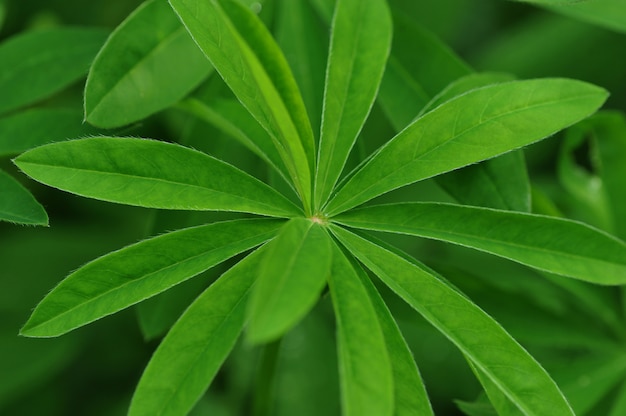 Green background of leaves