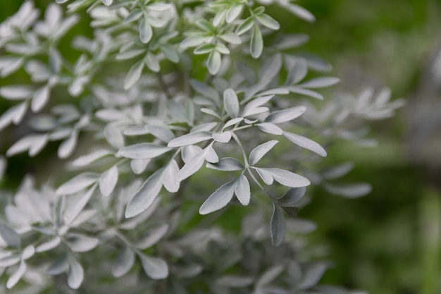 green background medicinal rue leaves