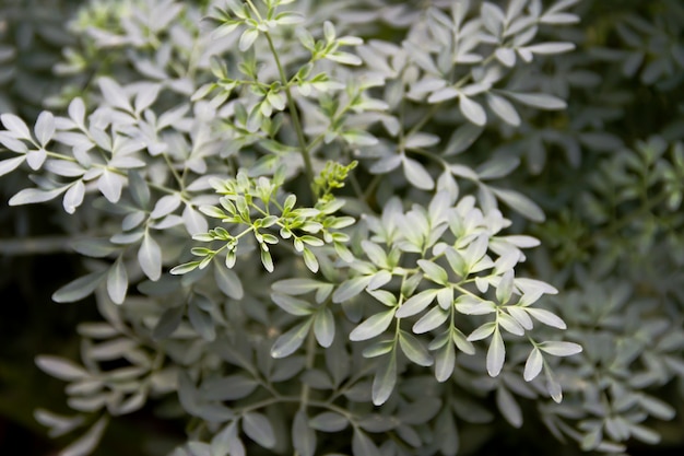 green background medicinal rue leaves