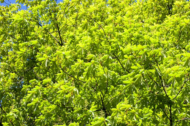 Green background of spring foliage chestnut in the park