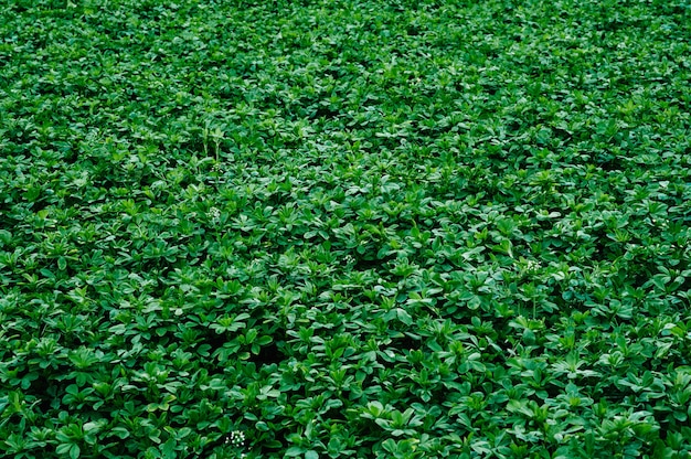 Green background texture of shamrock alfalfa