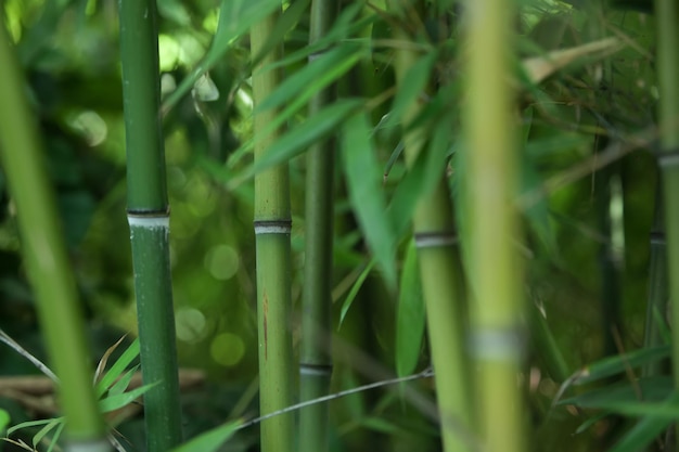 Green background of trunks and leaves