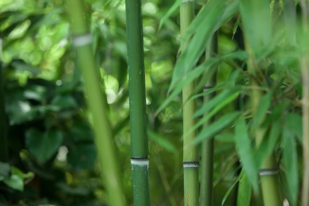 Green background of trunks and leaves