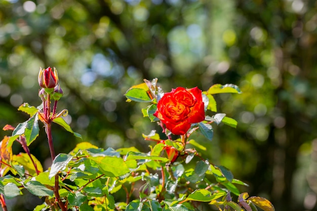 Green background with branches of bright red roses Blooming red roses in the park