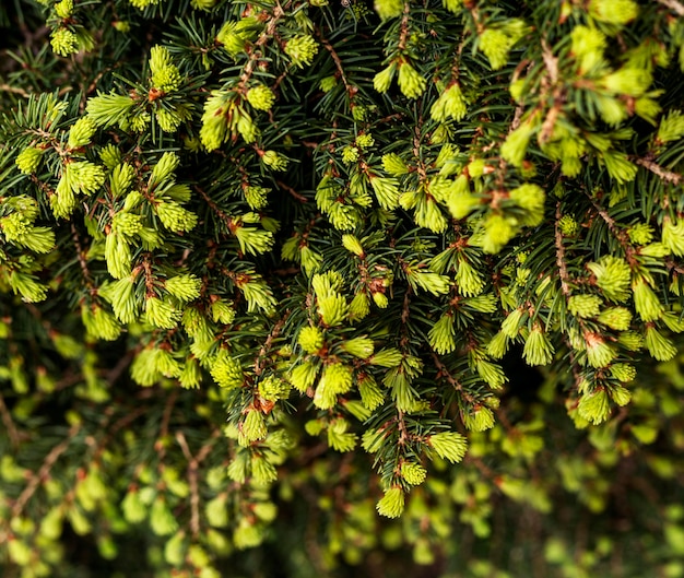 green background with branches of coniferous tree with spring bunches of needles fir larch or cedar