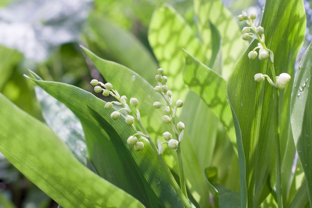 Green background with spring lilies of the valley