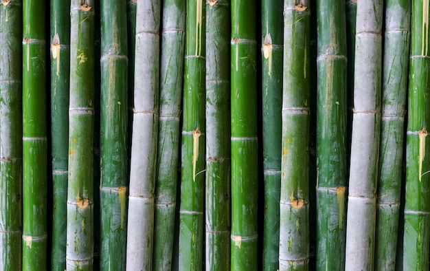 Green bamboo fence background