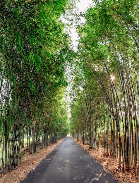 Green bamboo forest with asphalt road