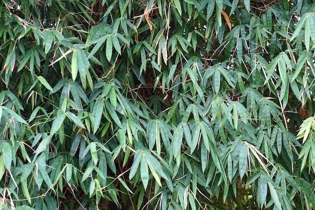 green bamboo leaves background in rainy season