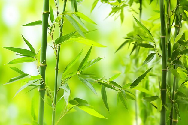 Green bamboo leaves on blurred greenery background shallow depth of field