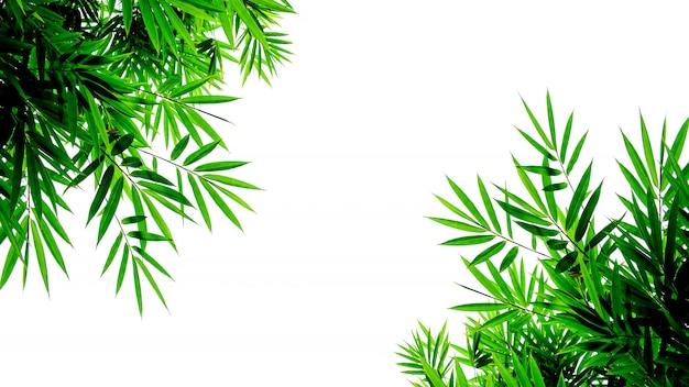 Green bamboo leaves isolated on white background