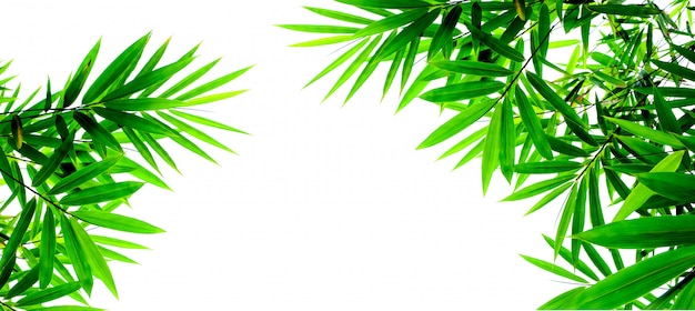 Green bamboo leaves isolated on white background