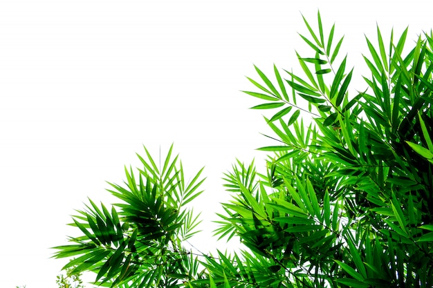 Green bamboo leaves on a white background