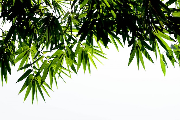 Green bamboo leaves on a white background