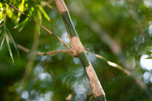 Green Bamboo plants in the forest