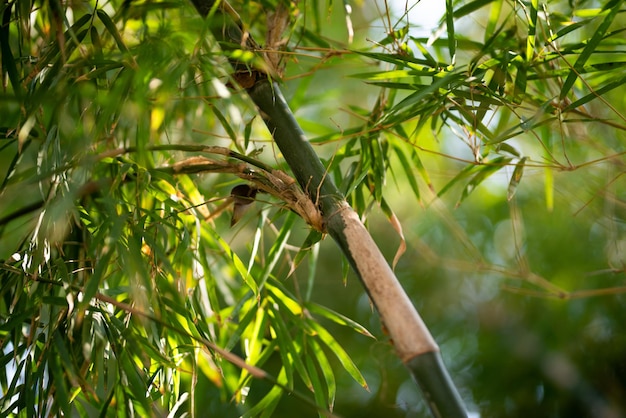 Green Bamboo plants in the forest