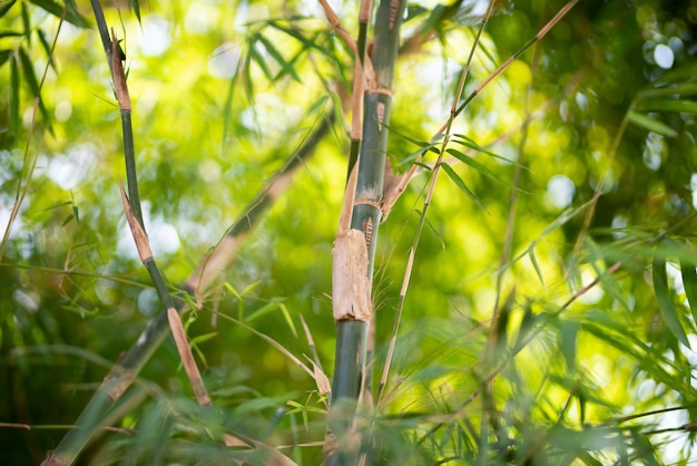 Green Bamboo plants in the forest