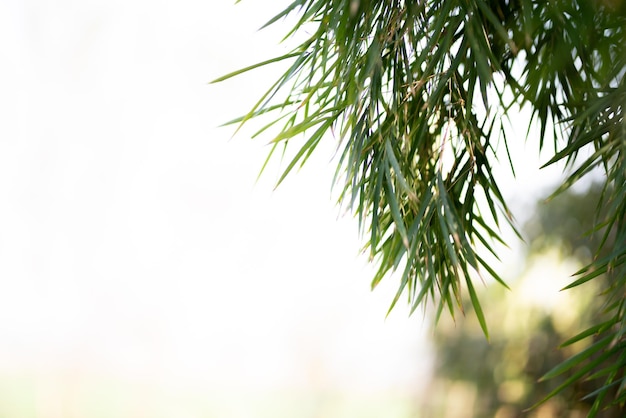 Green Bamboo plants in the forest