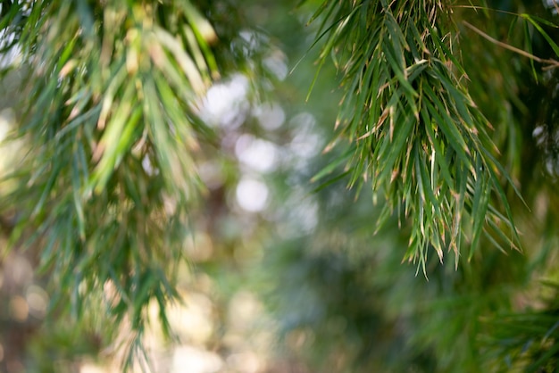 Green Bamboo plants in the forest