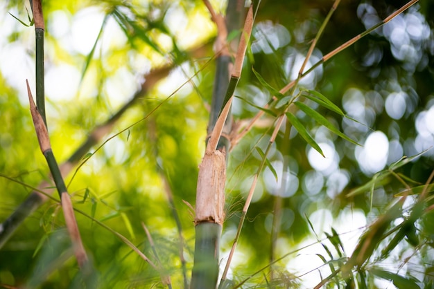 Green Bamboo plants in the forest