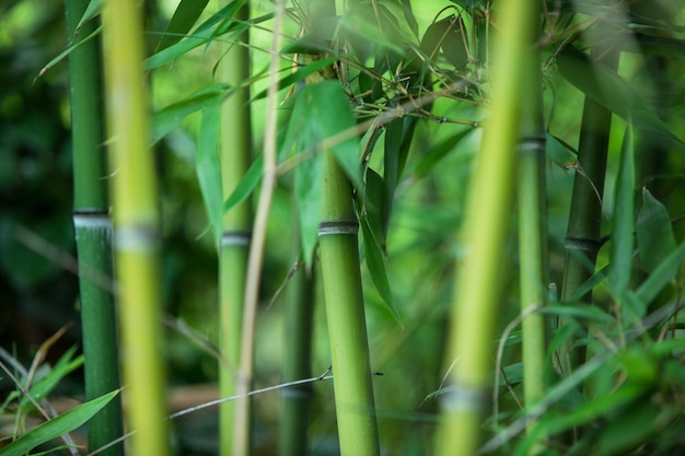 Green bamboo texture, beautiful green leaves and stems