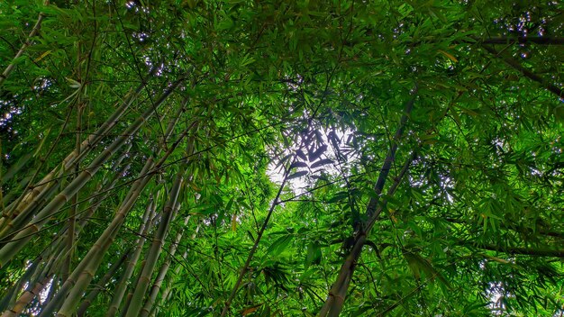 Green bamboo trees in Indonesia grow abundantly bamboo forests