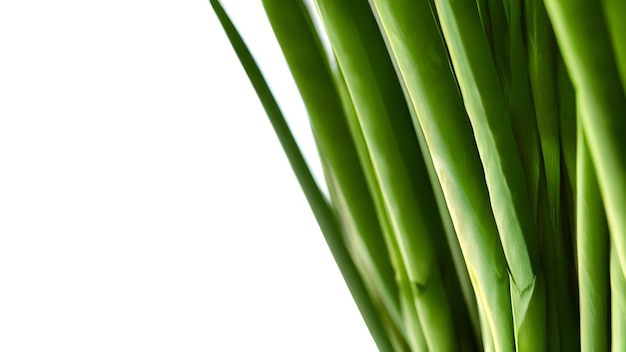 Green bamboo on white background