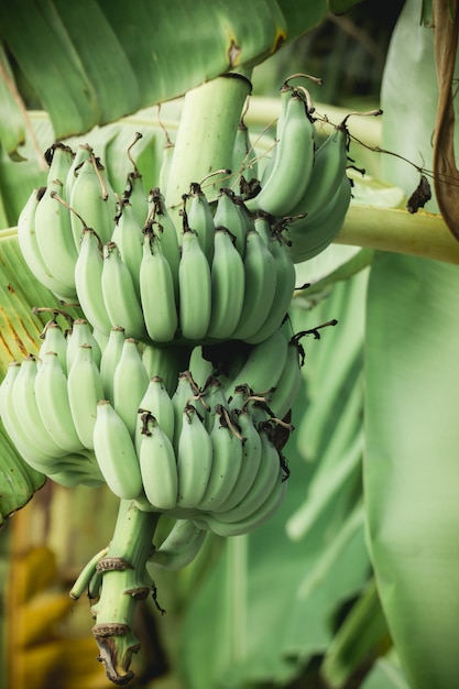 Green banana on a banana tree