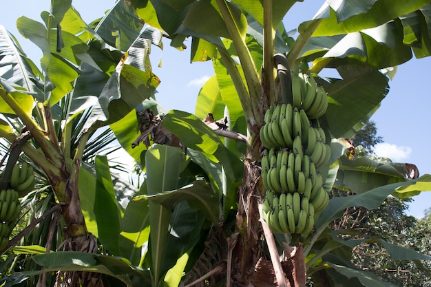 Green banana bunch 