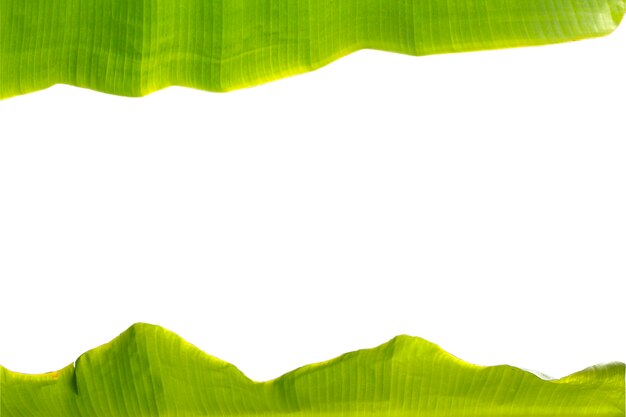 Green banana leaf isolated on white background