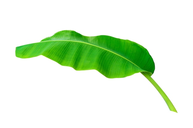 green banana leaf isolated on white background